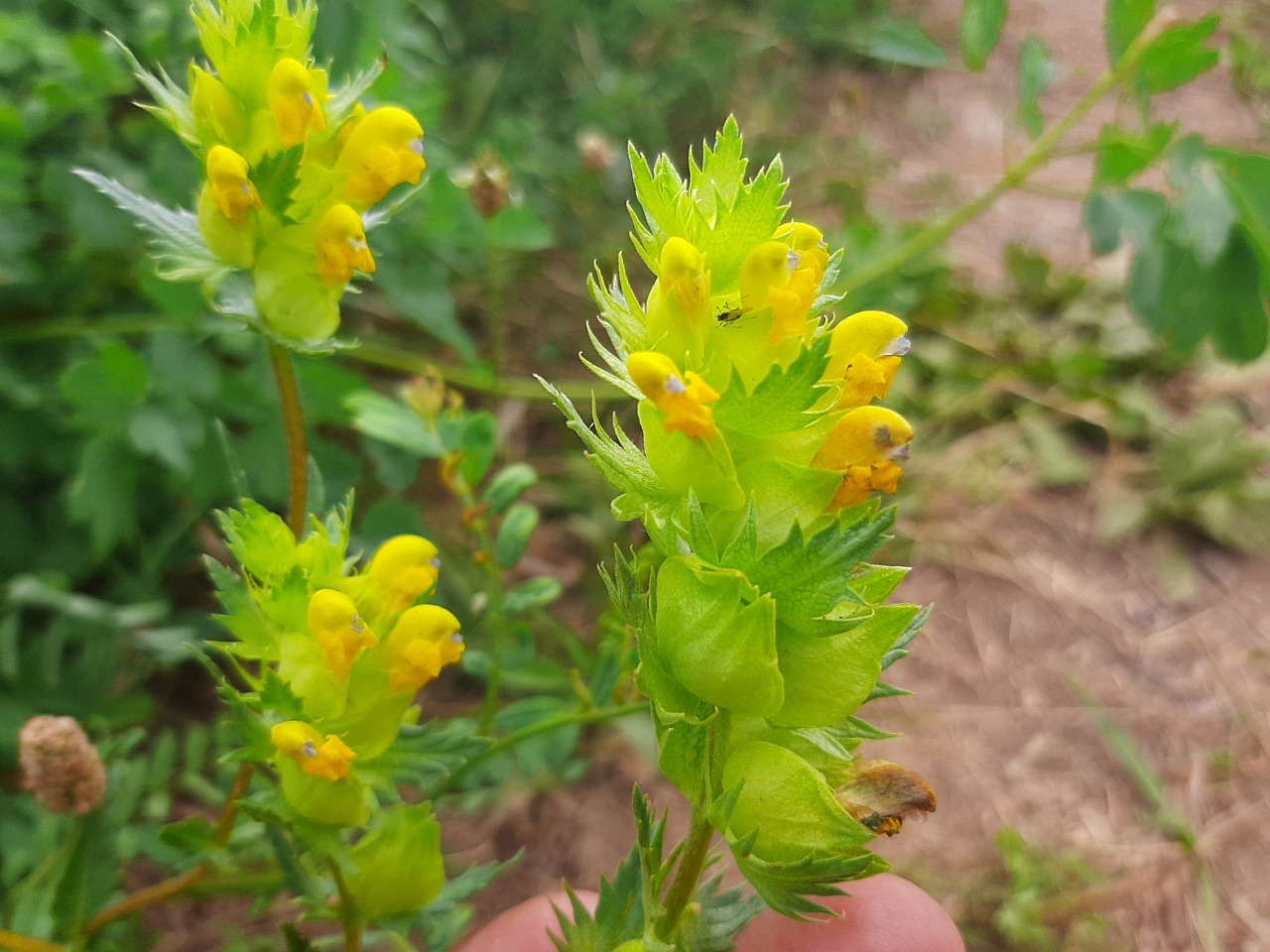 Rhinanthus angustifolius