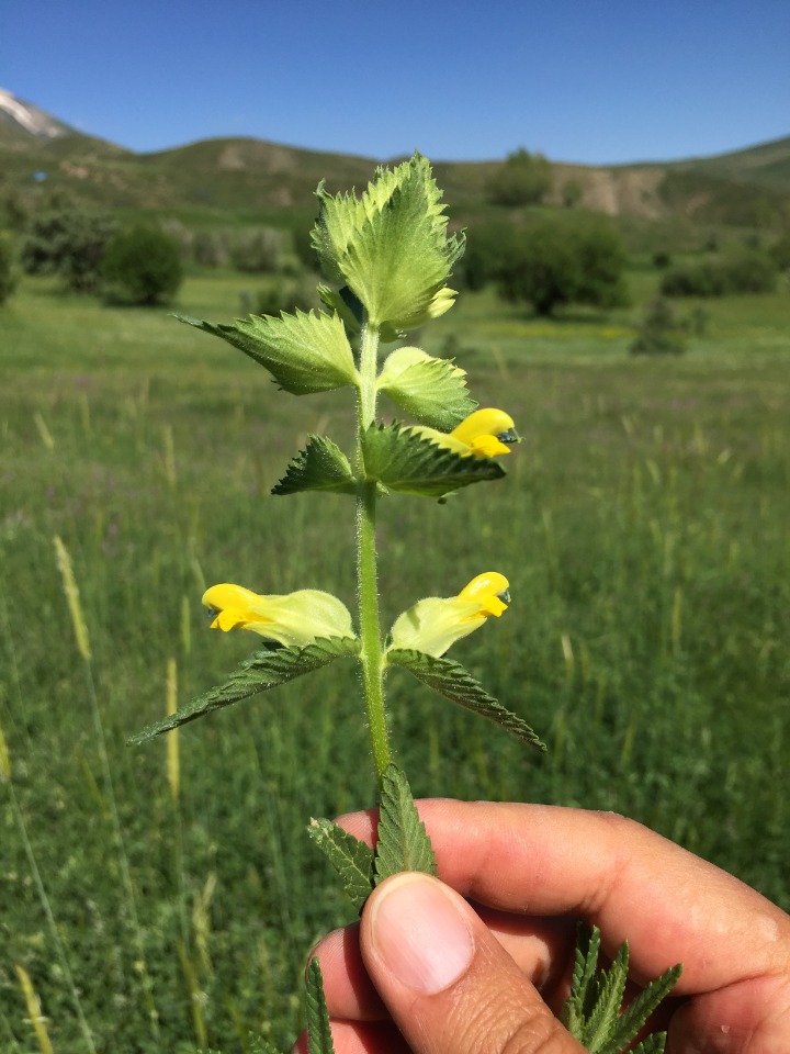 Rhinanthus angustifolius