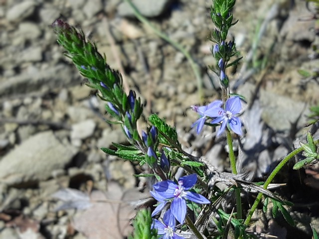 Veronica multifida