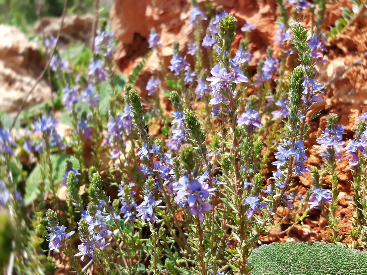 Veronica multifida