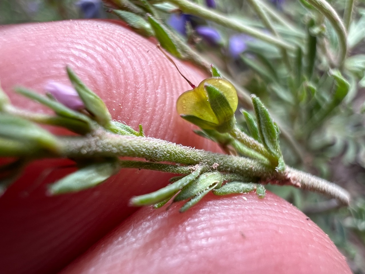 Veronica multifida