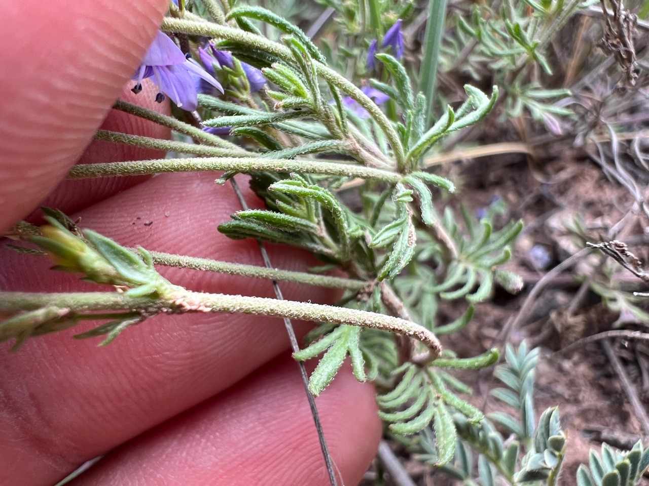 Veronica multifida