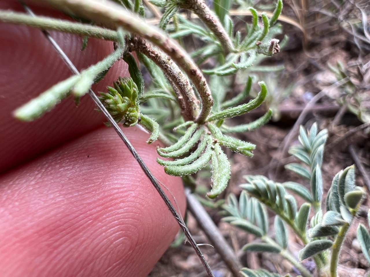 Veronica multifida