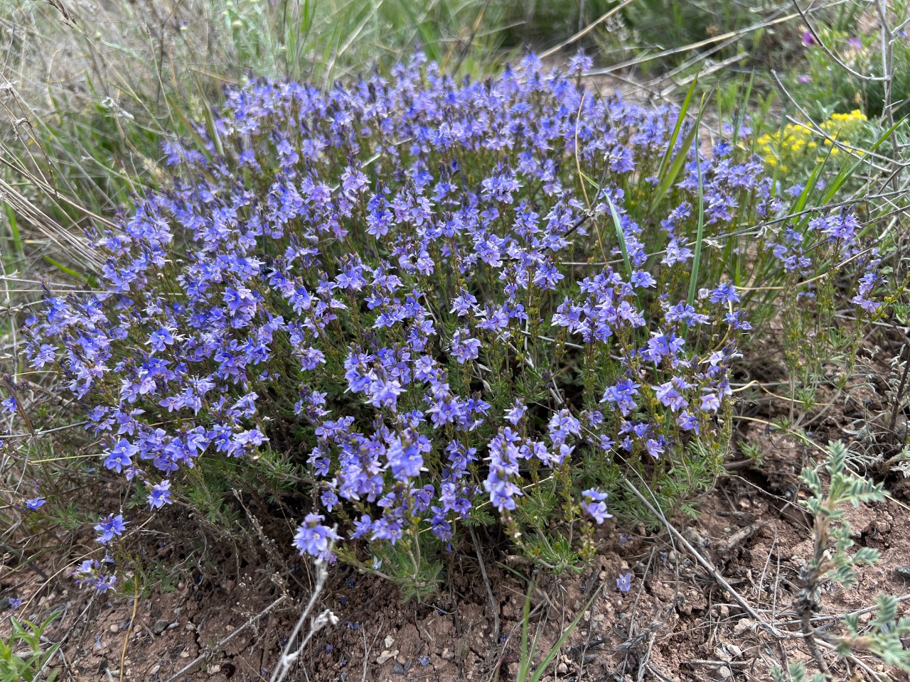 Veronica multifida