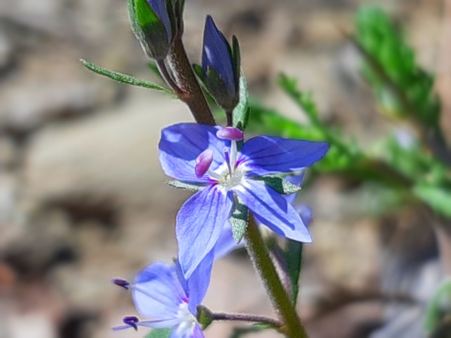 Veronica multifida
