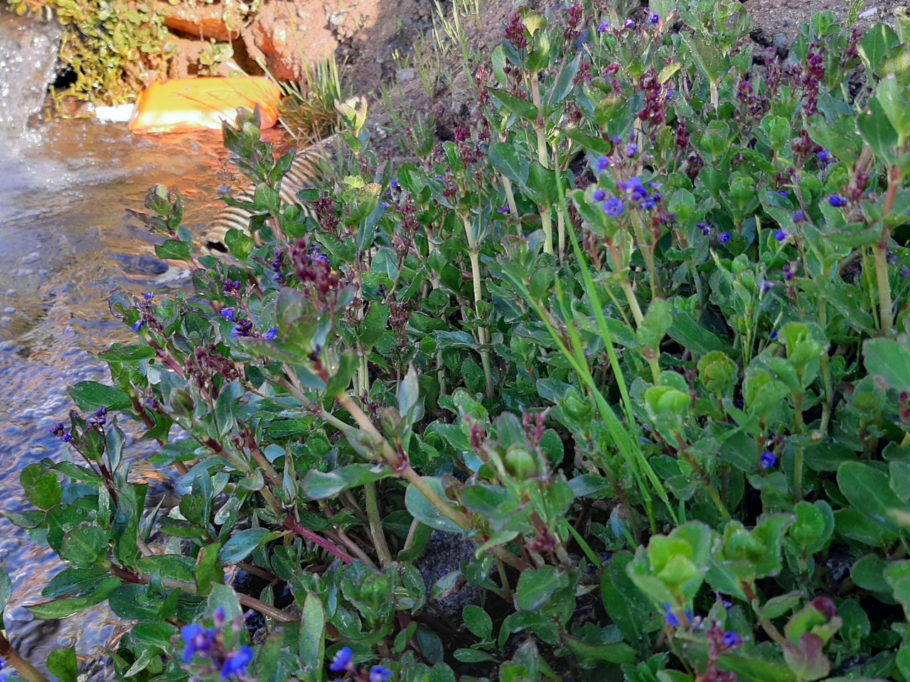 Veronica beccabunga