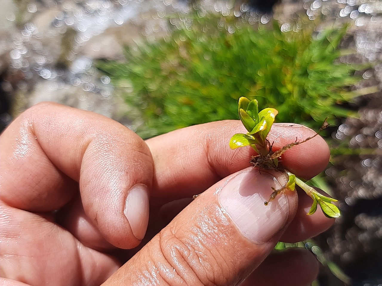 Veronica beccabunga