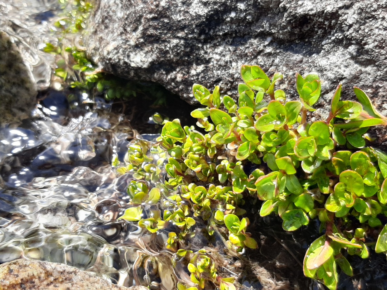 Veronica beccabunga