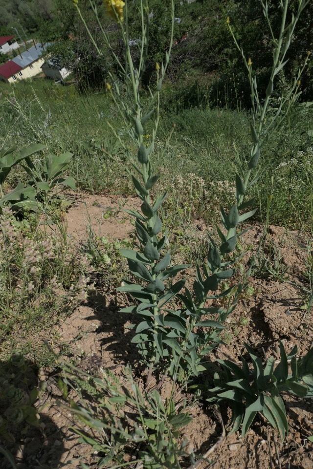 Linaria kurdica subsp. aucheri