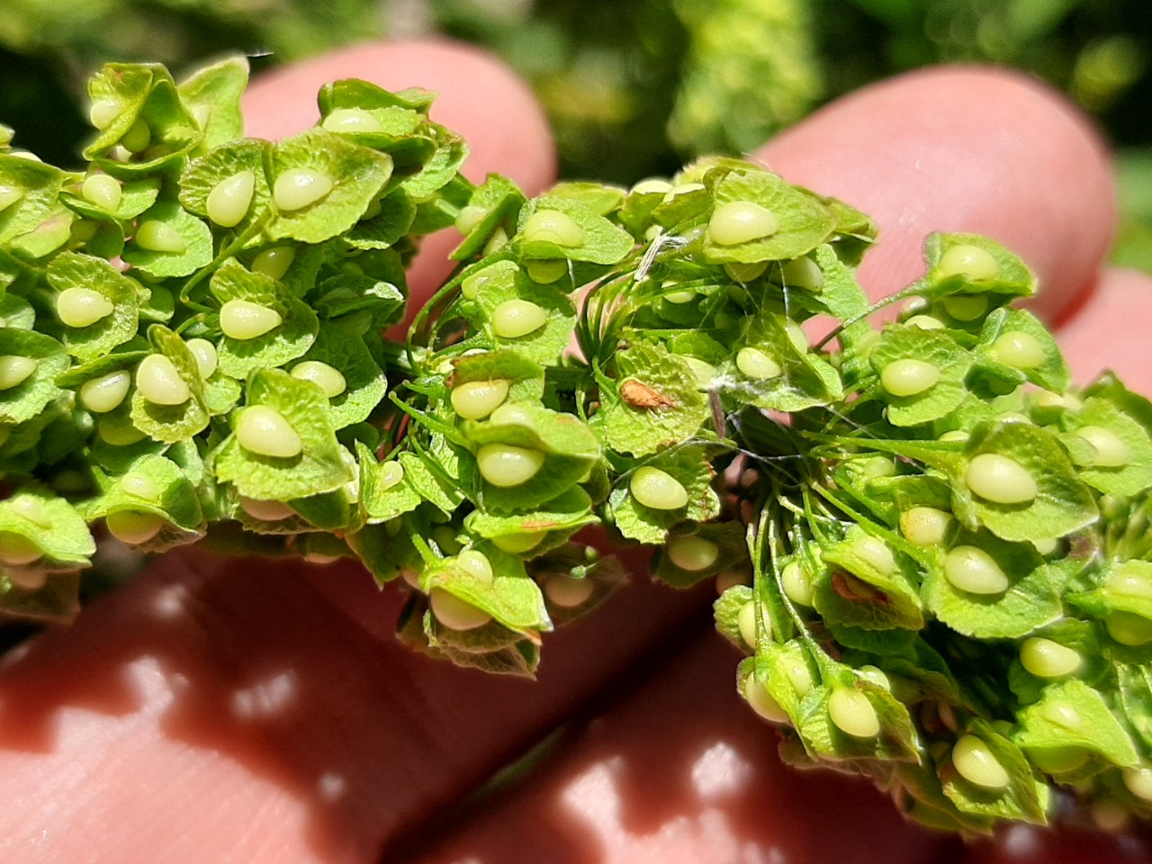 Rumex crispus