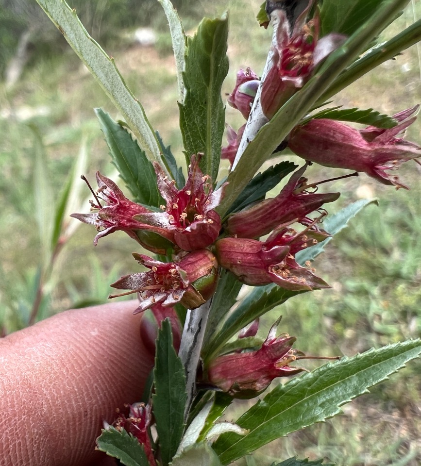 Cerasus angustifolia