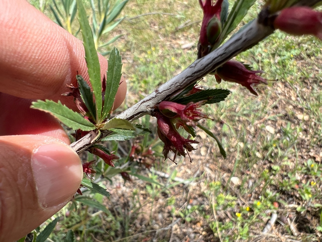 Cerasus angustifolia
