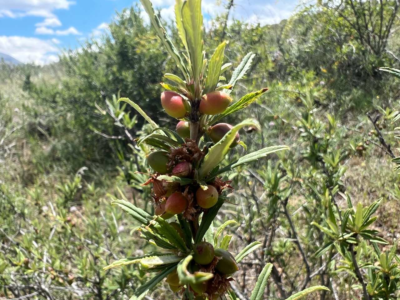 Cerasus angustifolia