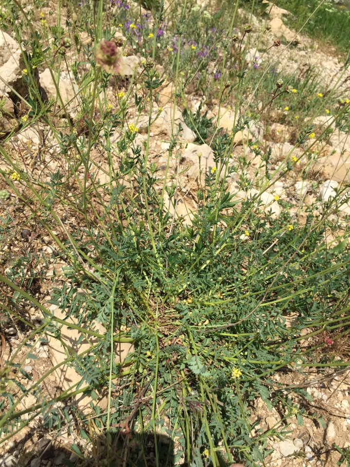 Sanguisorba minor