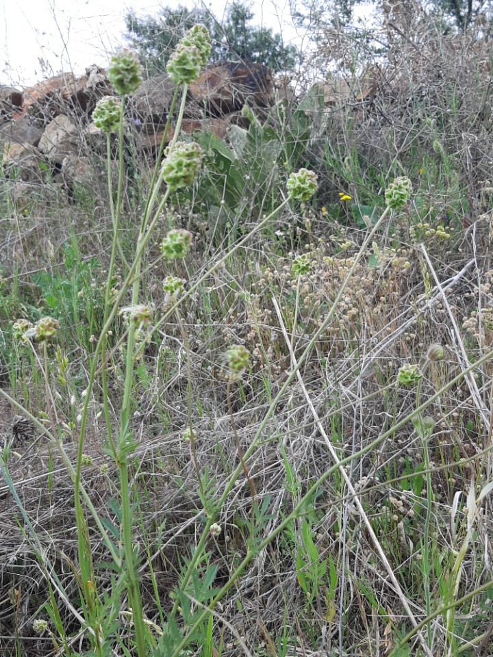 Sanguisorba minor