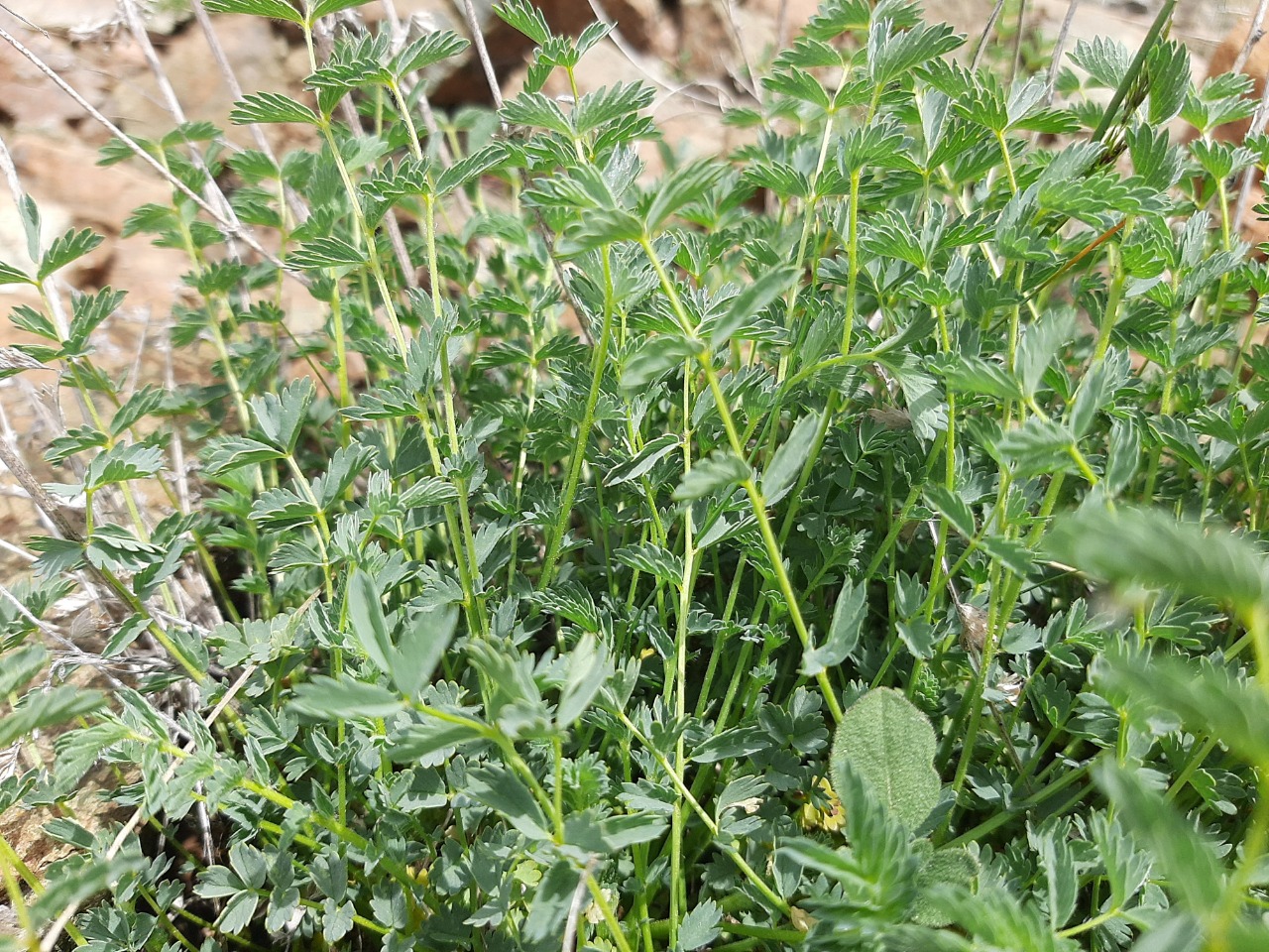 Sanguisorba minor