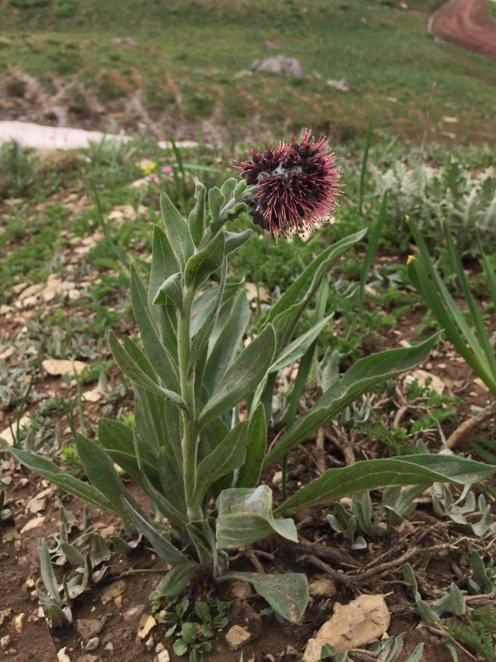 Solenanthus stamineus