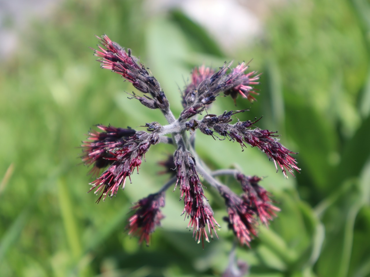 Solenanthus stamineus