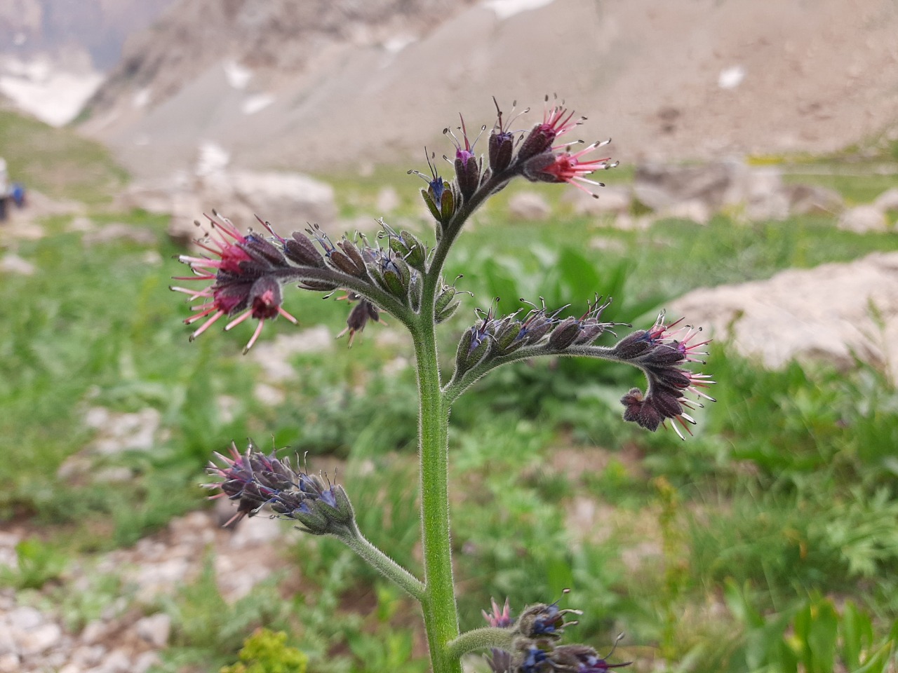 Solenanthus stamineus