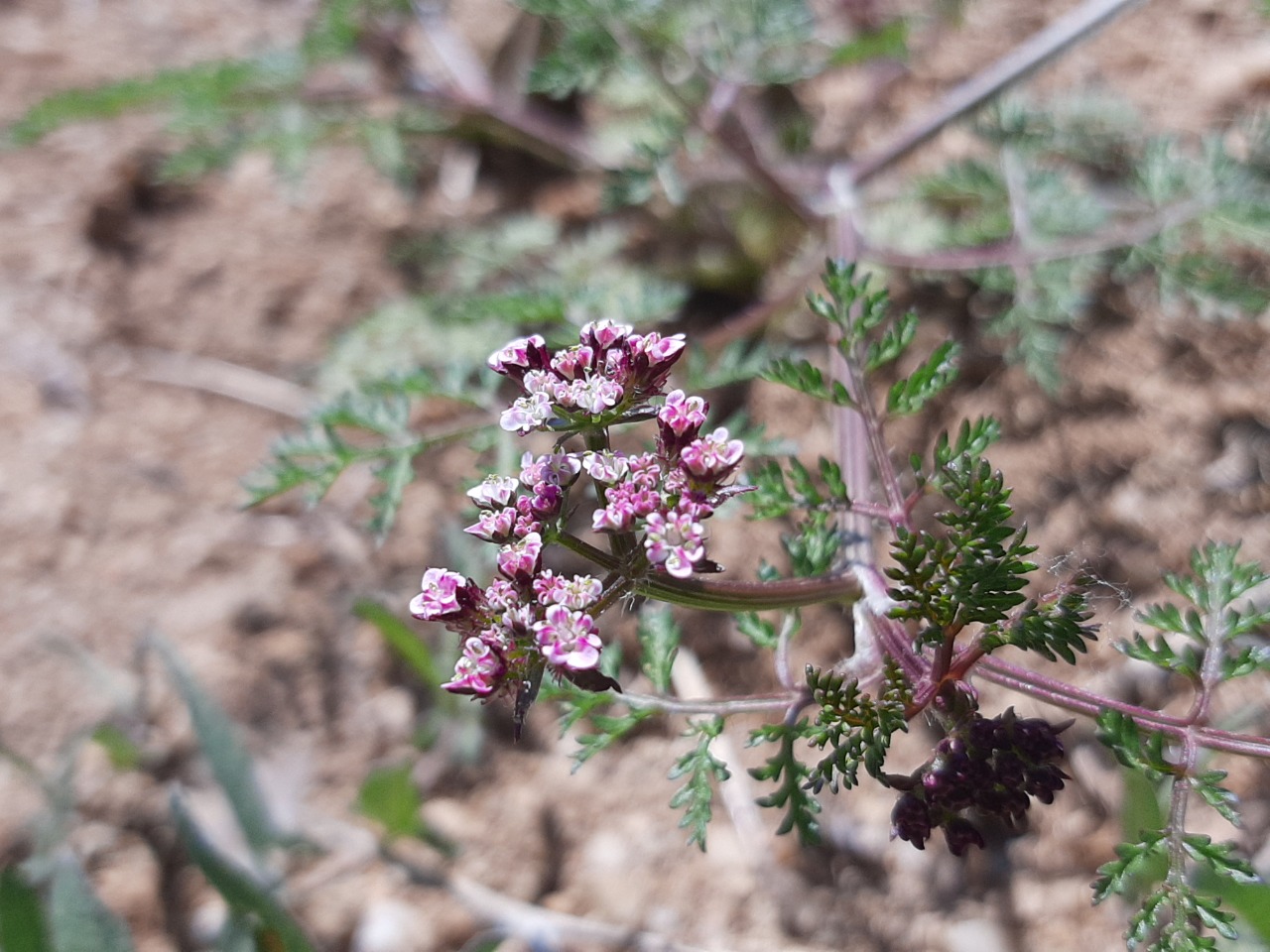 Caucalis platycarpos