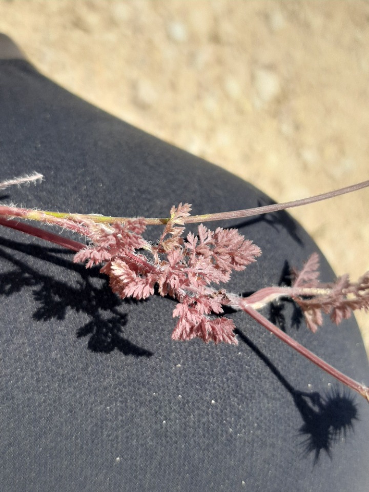 Caucalis platycarpos
