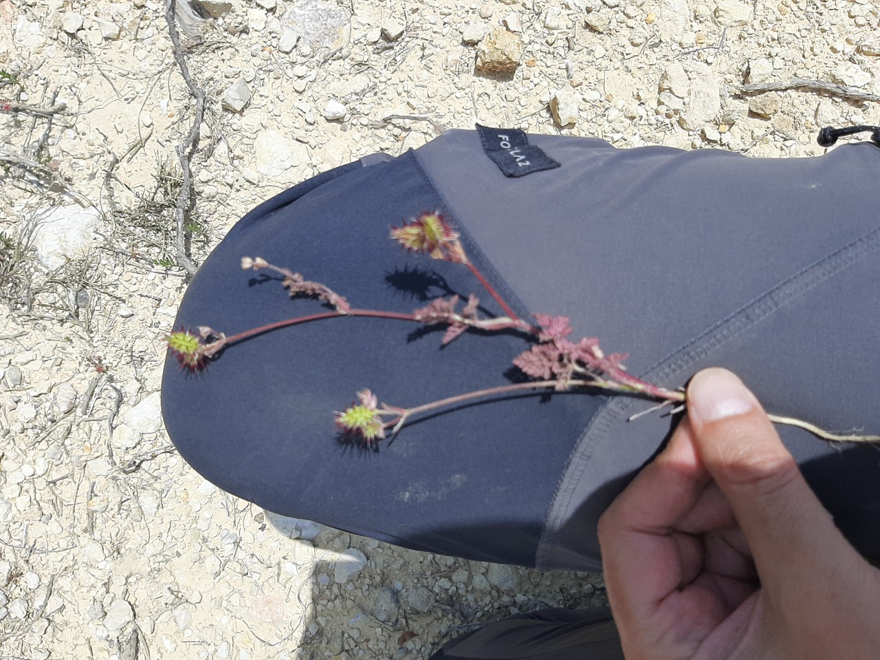 Caucalis platycarpos