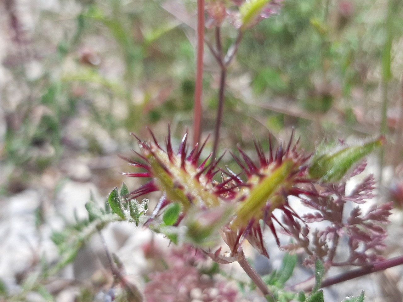Caucalis platycarpos