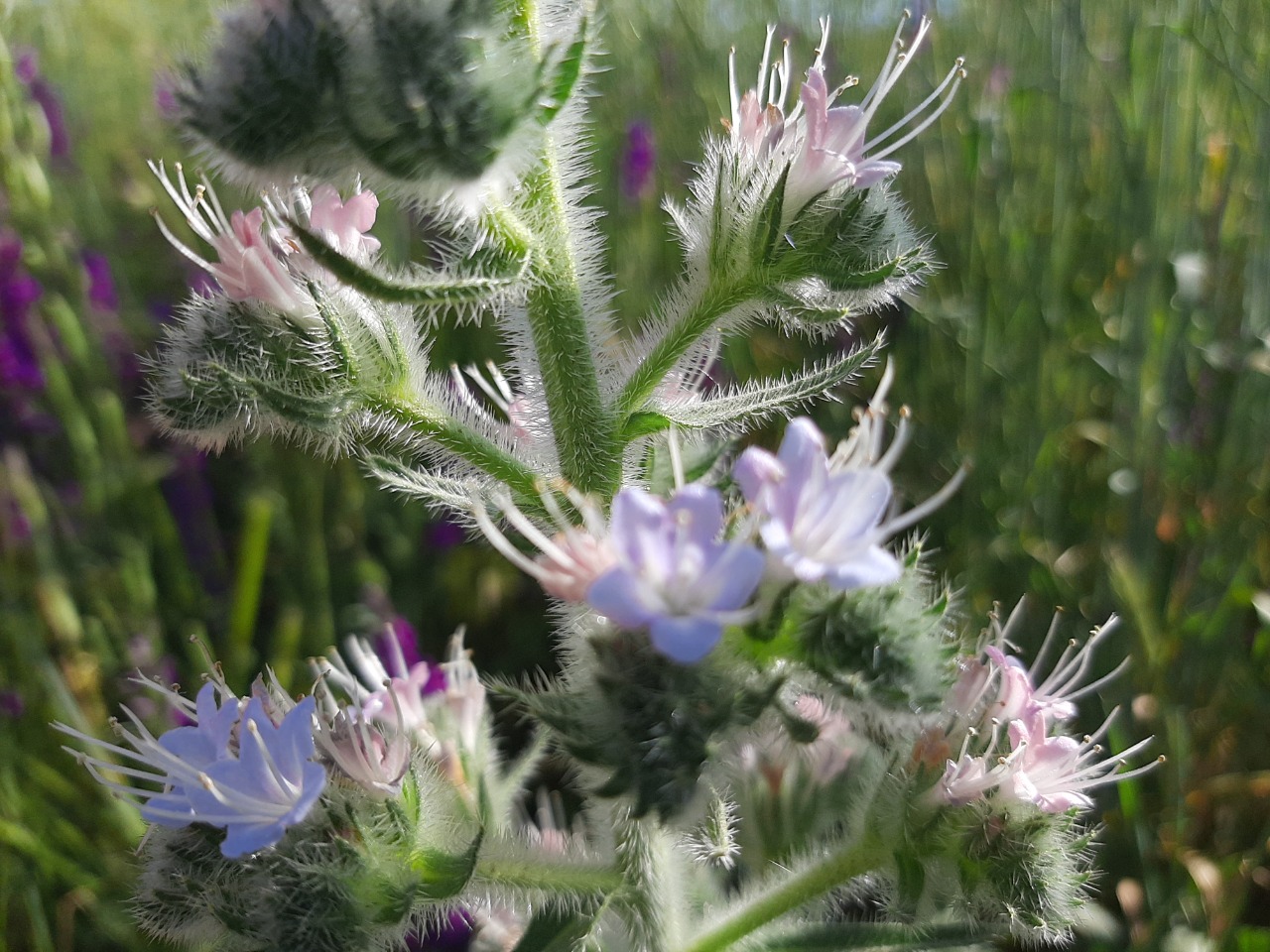 Echium italicum