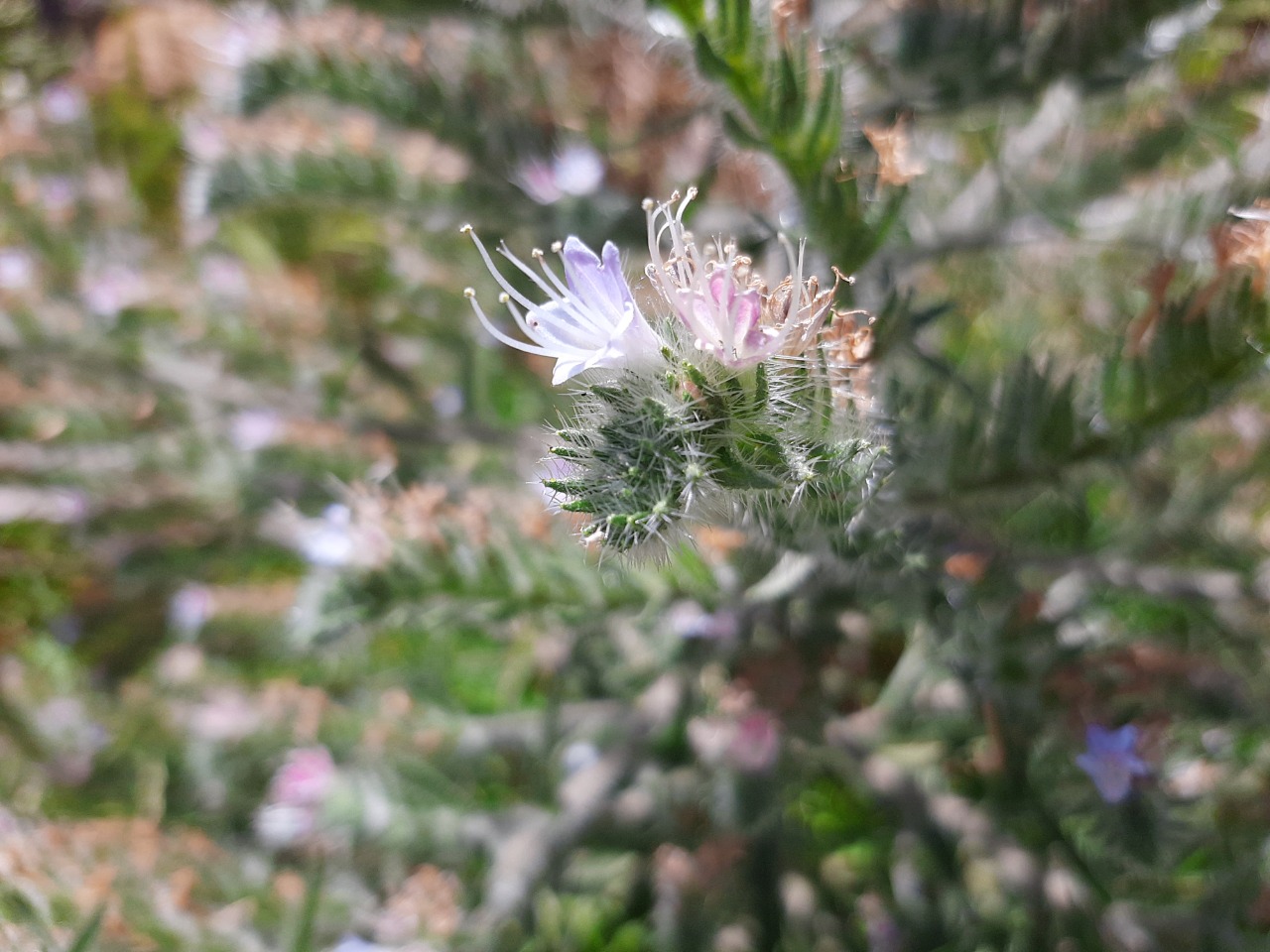 Echium italicum