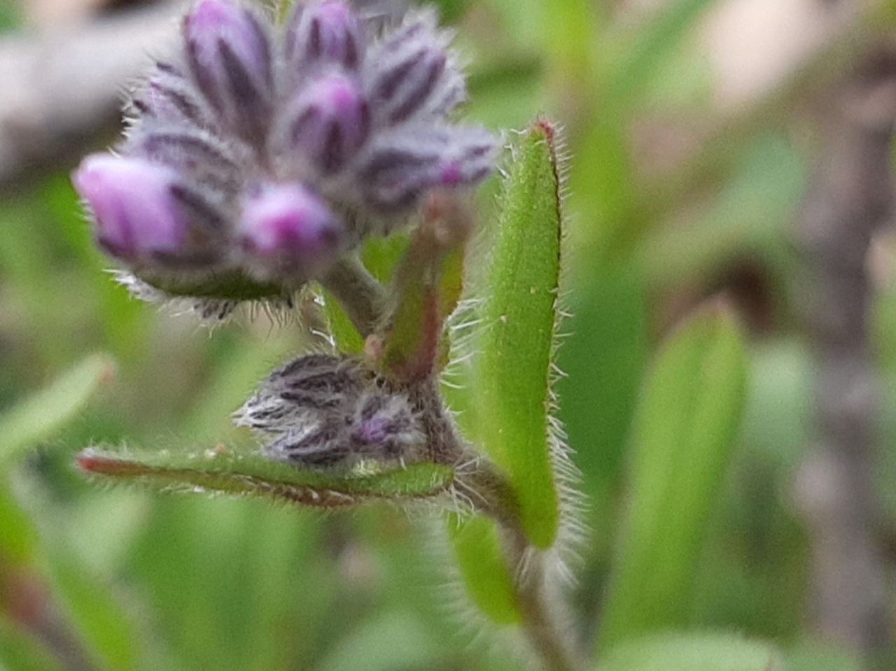 Myosotis alpestris