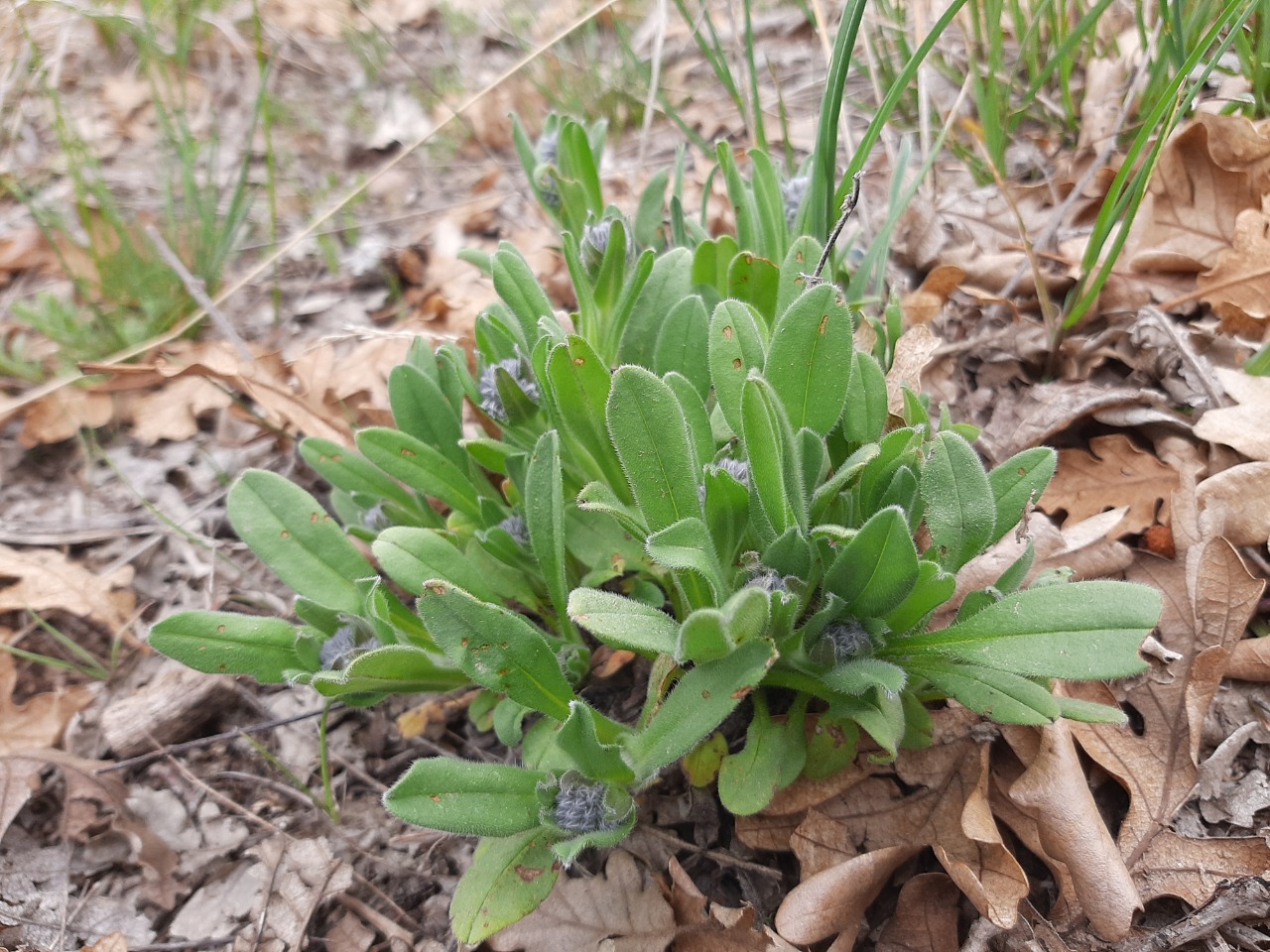 Myosotis alpestris