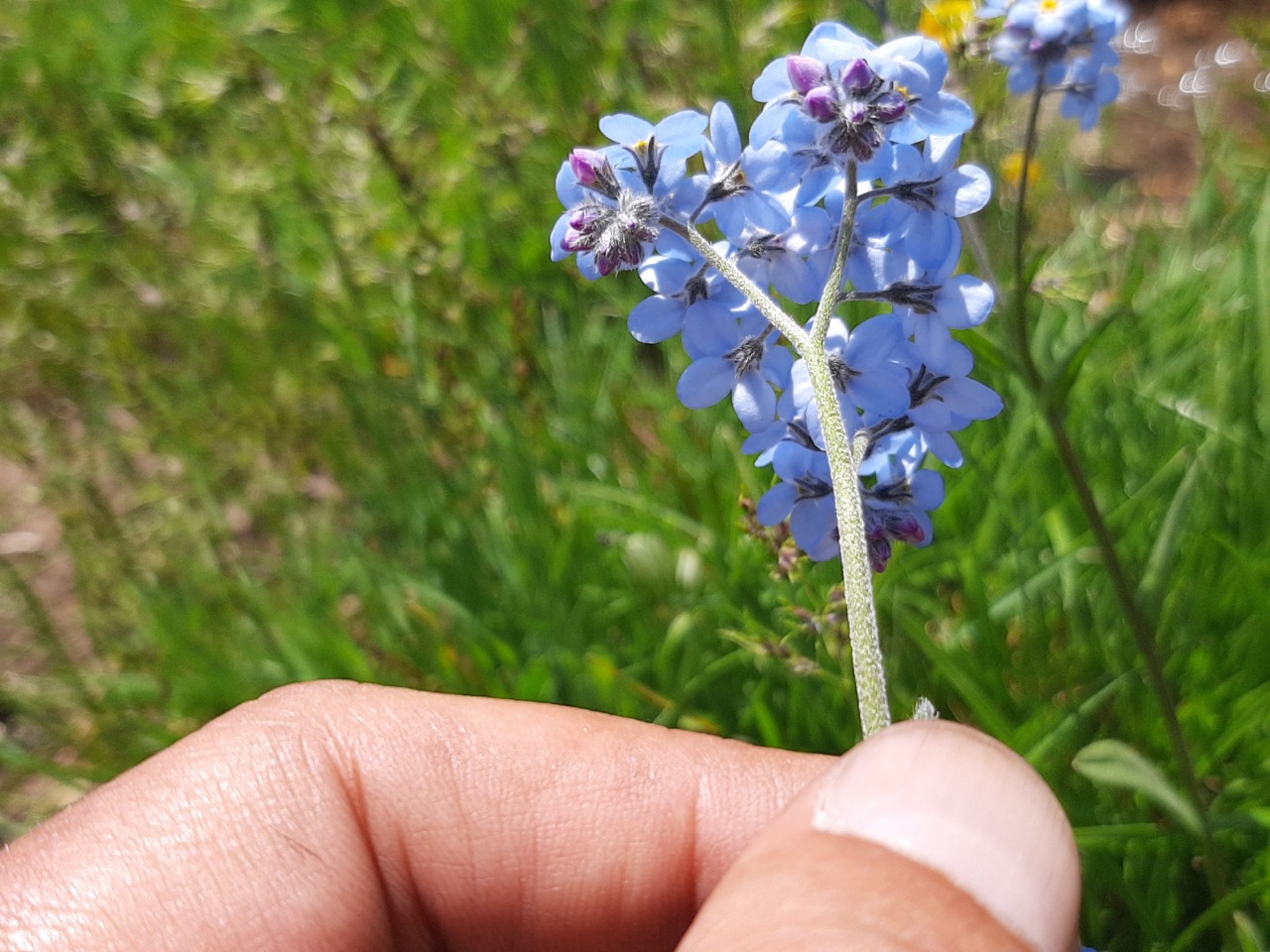 Myosotis alpestris