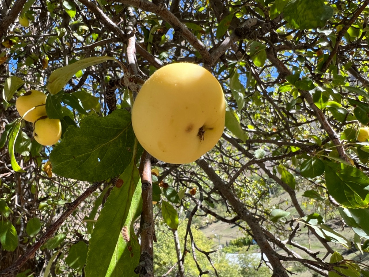 Malus sylvestris