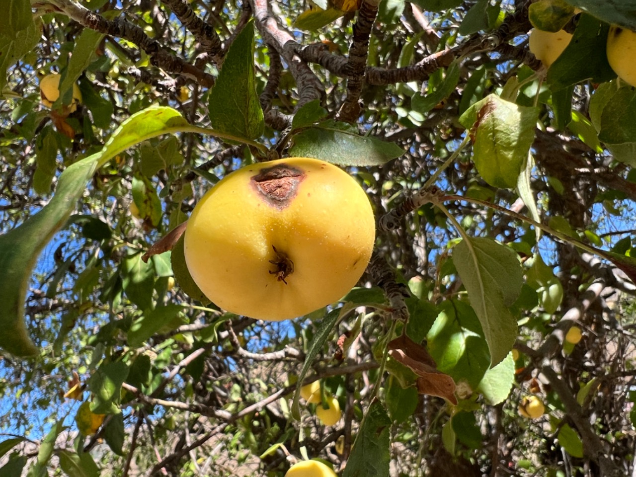 Malus sylvestris