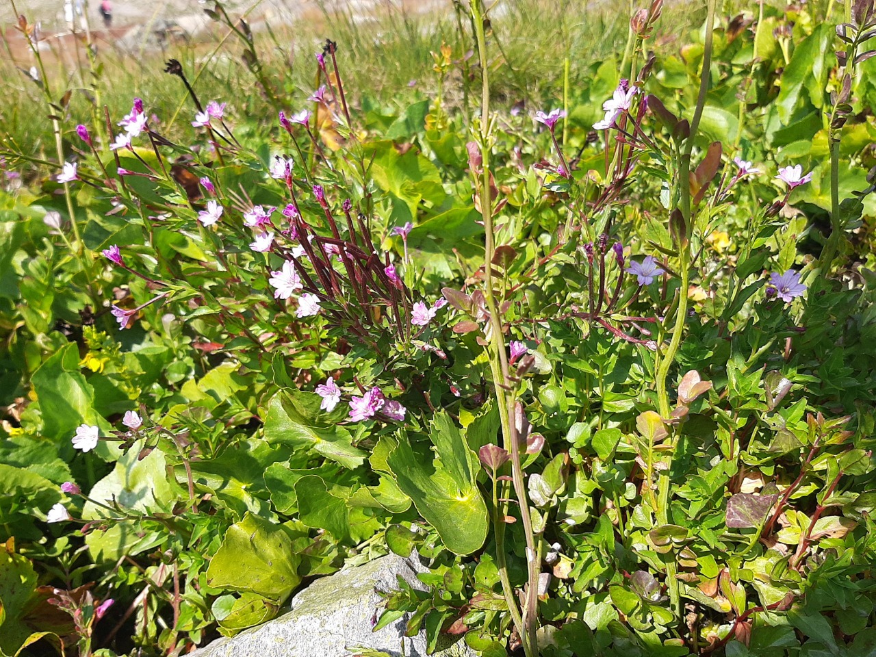 Epilobium montanum