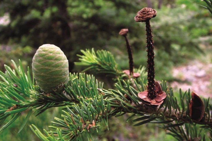 Abies cilicica