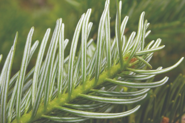 Abies cilicica