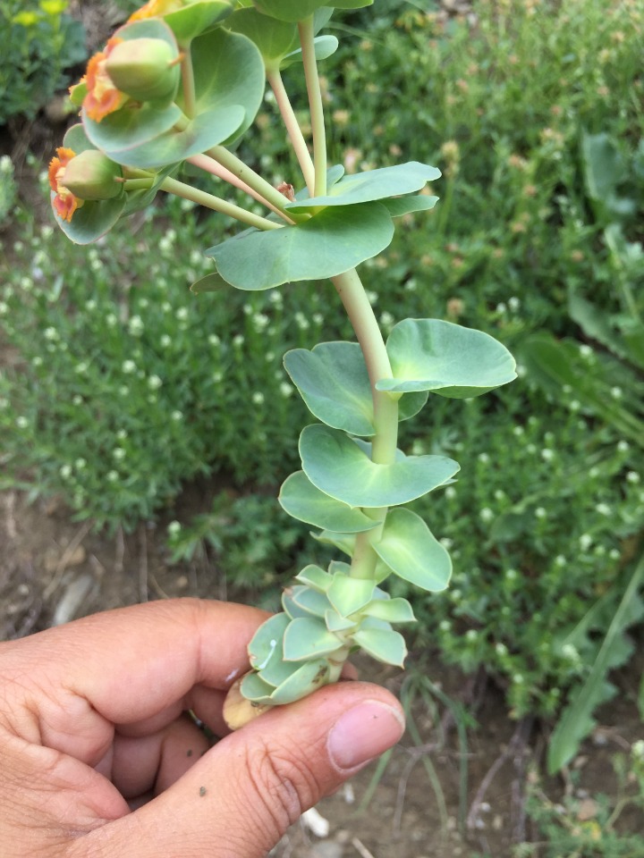 Euphorbia denticulata