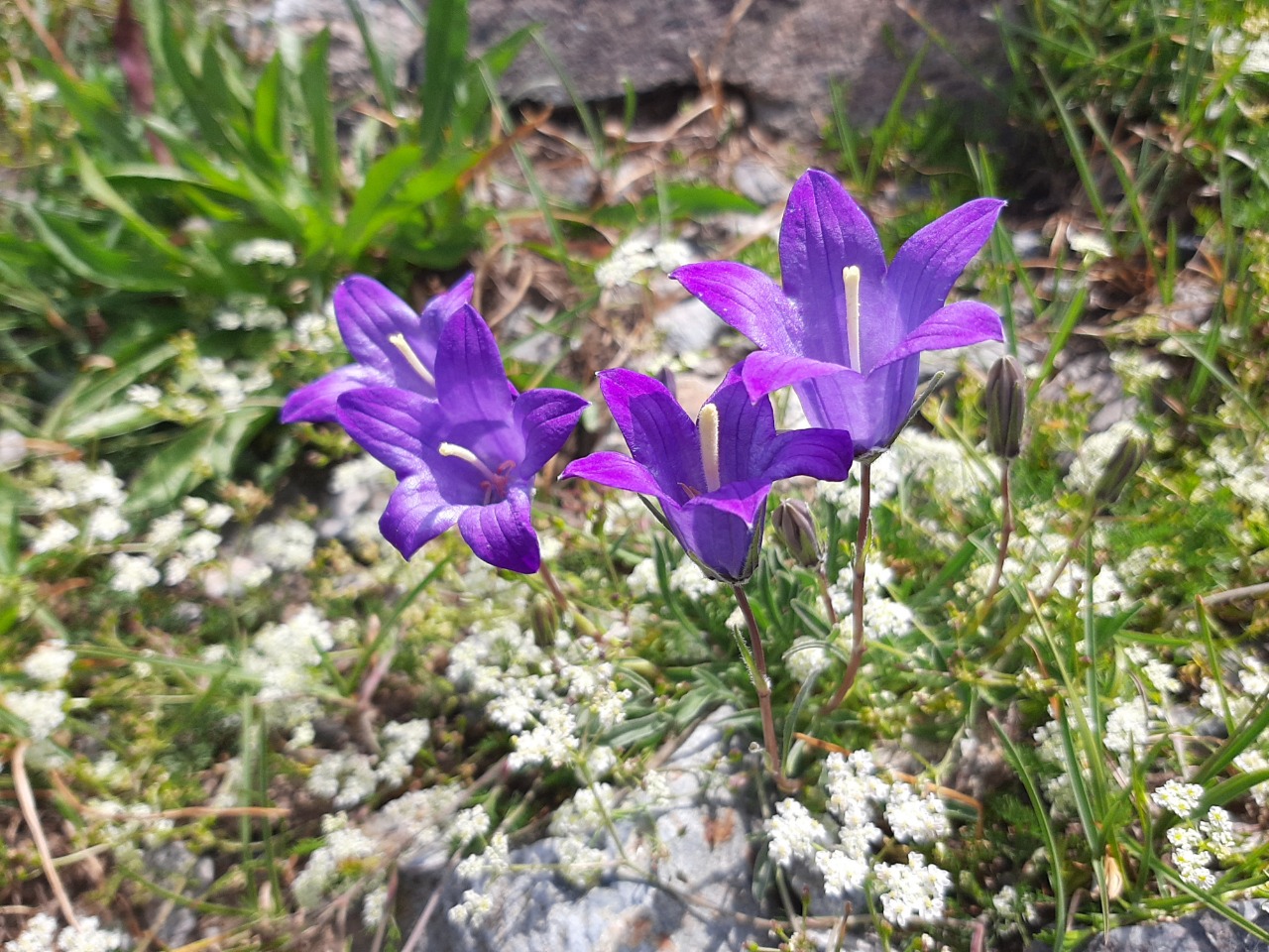 Campanula tridentata