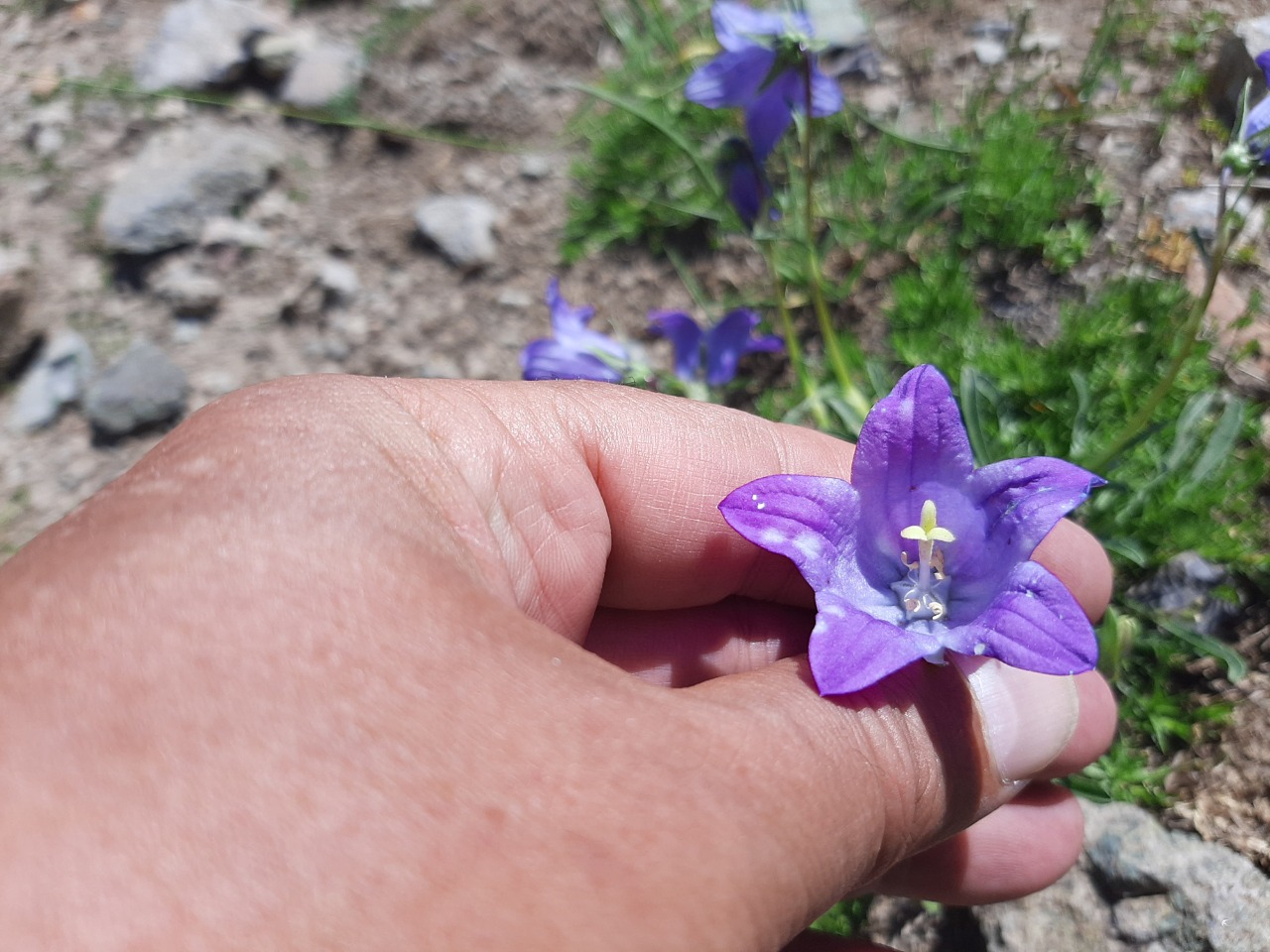 Campanula tridentata