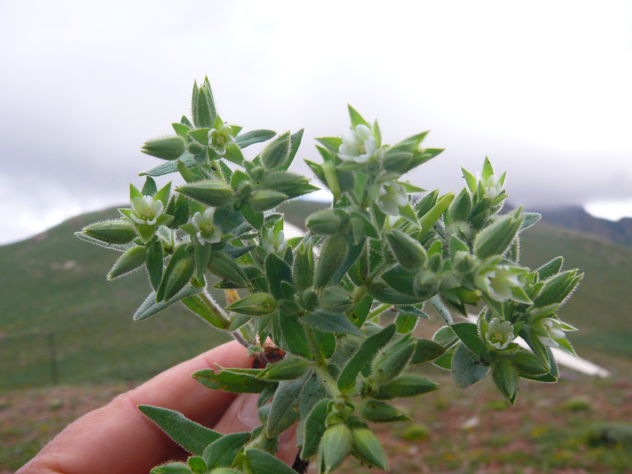 Cerastium dichotomum