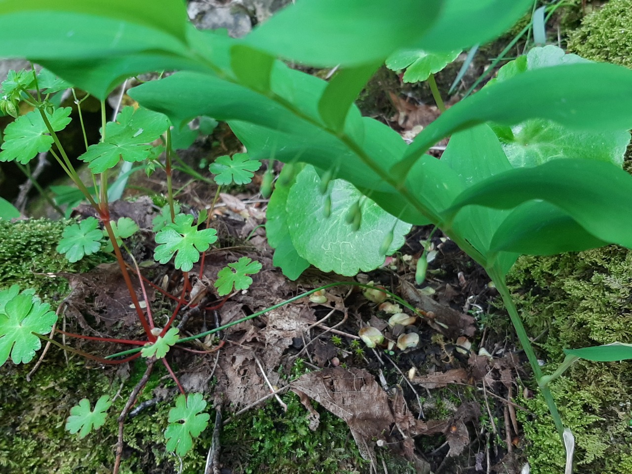 Polygonatum orientale