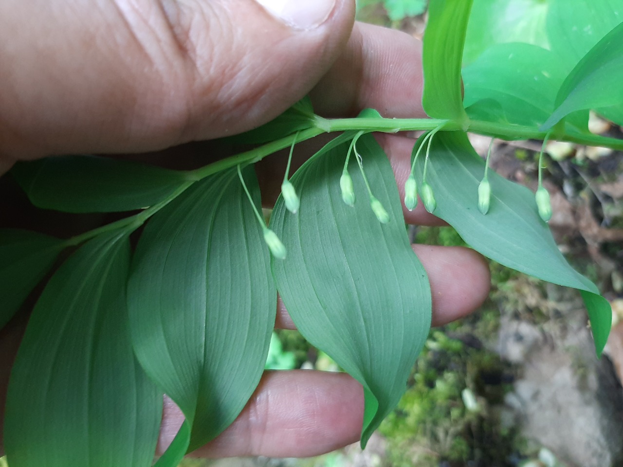 Polygonatum orientale