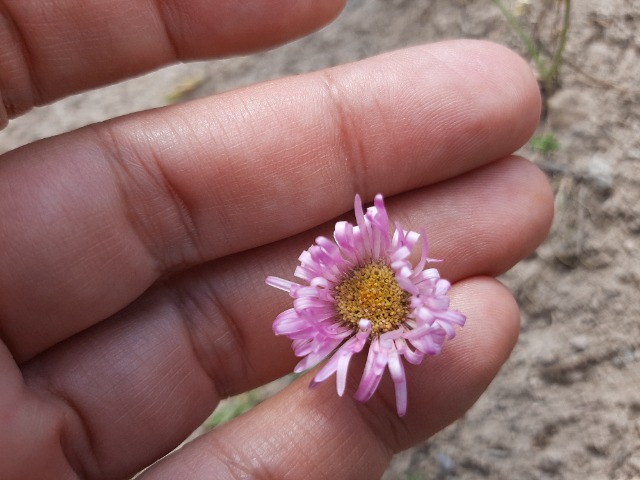 Erigeron caucasicus subsp. venustus