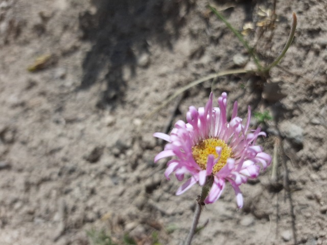 Erigeron caucasicus subsp. venustus