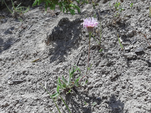 Erigeron caucasicus subsp. venustus