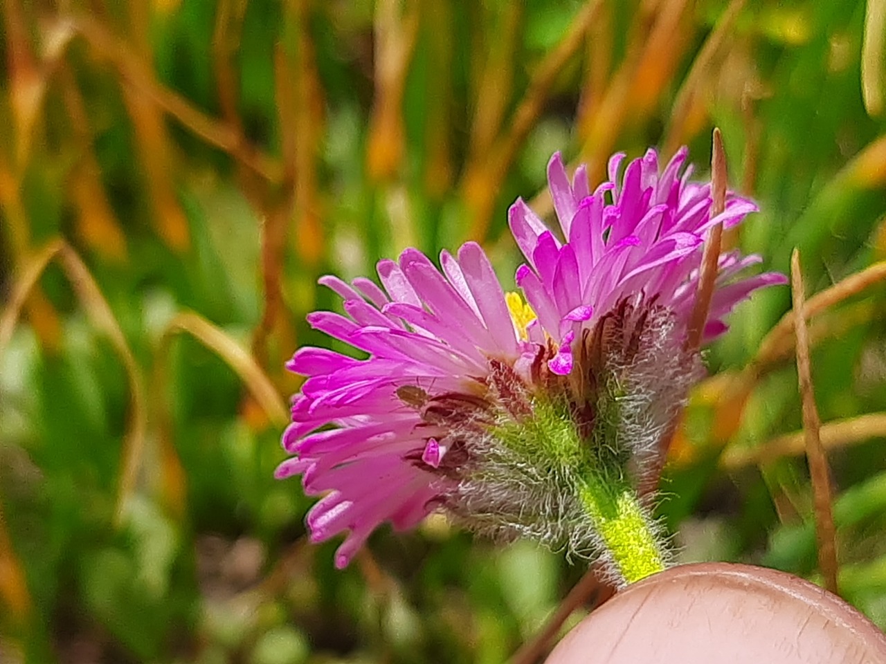 Erigeron caucasicus subsp. venustus