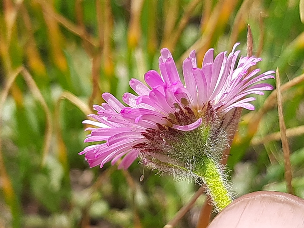 Erigeron caucasicus subsp. venustus