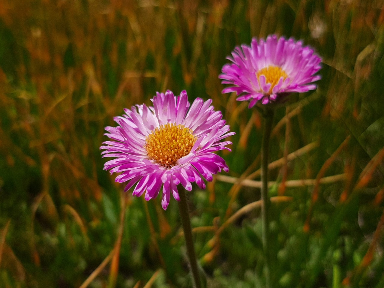 Erigeron caucasicus subsp. venustus