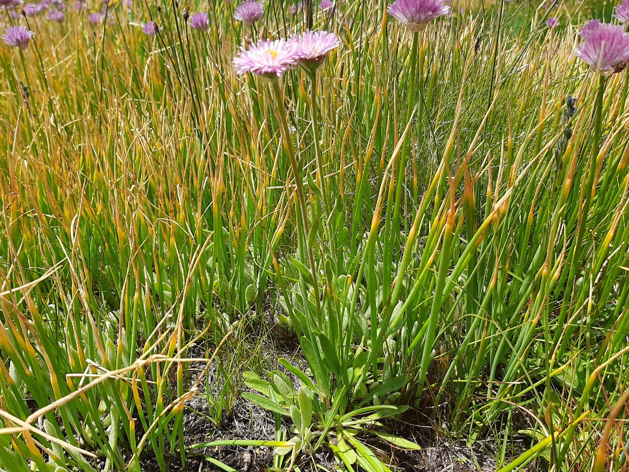 Erigeron caucasicus subsp. venustus